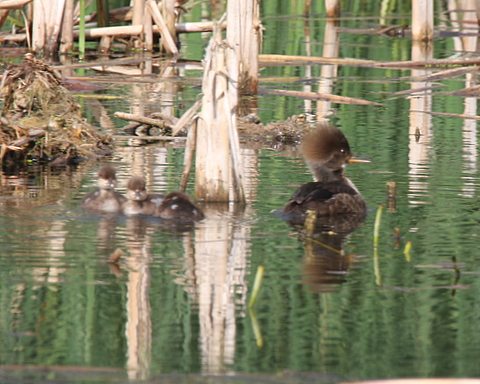 Hooded Merganser