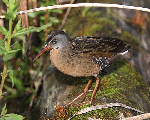 Virginia Rail