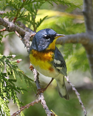 Northern Parula