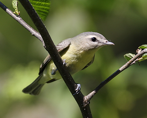 Philadelphia Vireo