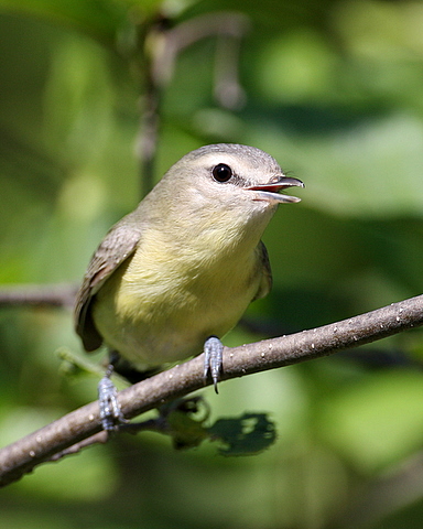 Philadelphia Vireo