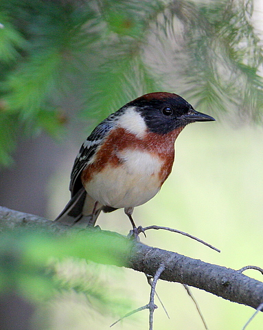 Bay-breasted Warbler