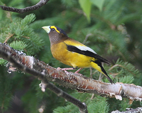 Evening Grosbeak