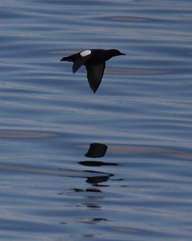 Black Guillemot