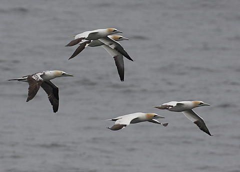 Northern Gannet