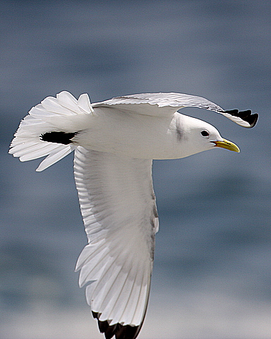 Black-legged Kittiwake