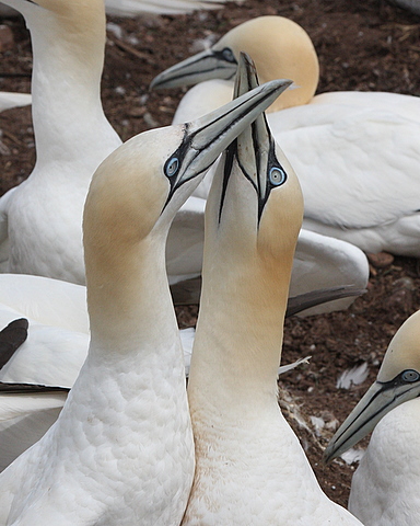 Northern Gannet