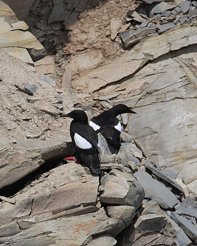 Black Guillemot