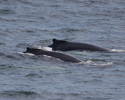 Humpback Whales