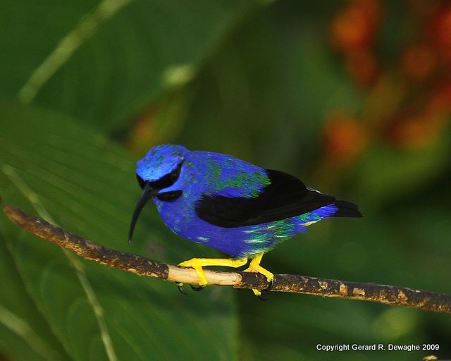 Purple Honeycreeper