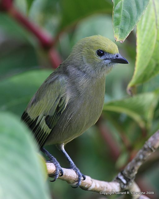 Palm Tanager