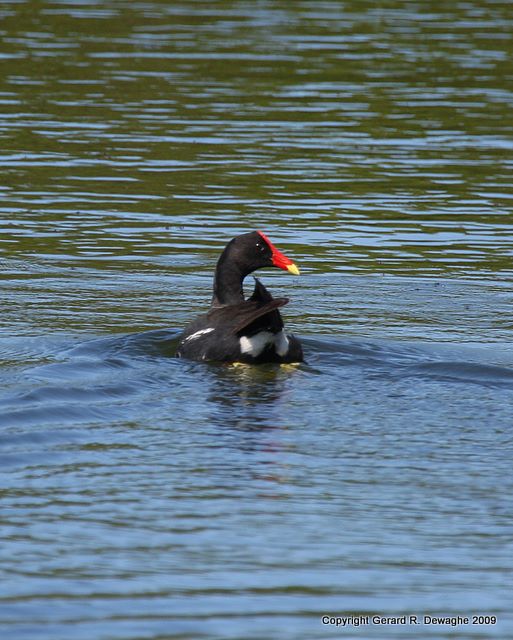 Common Moorhen