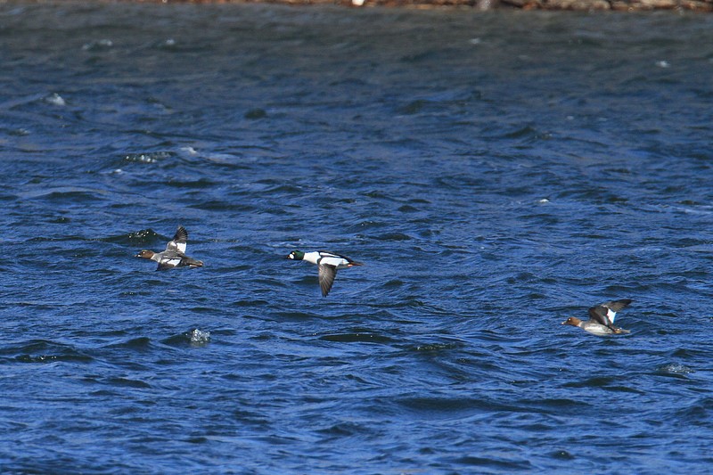 Common Goldeneyes