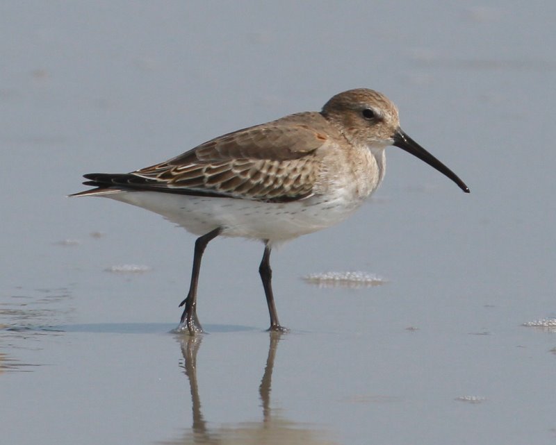 Dunlin