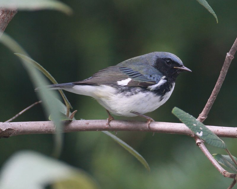 Black-throated Blue Warbler