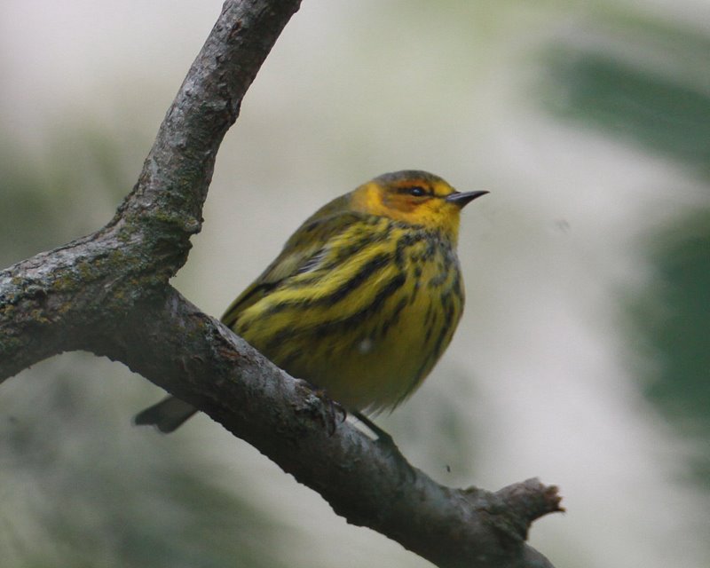 Cape May Warbler