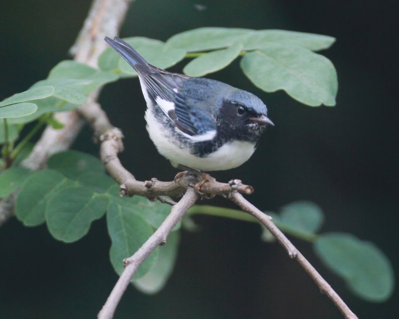 Black-throated Blue Warbler