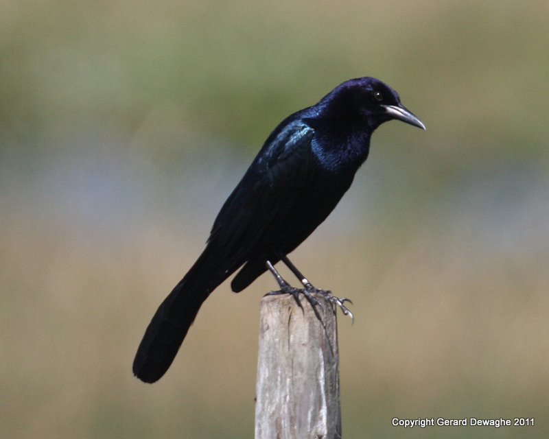 Boat-tailed Grackle