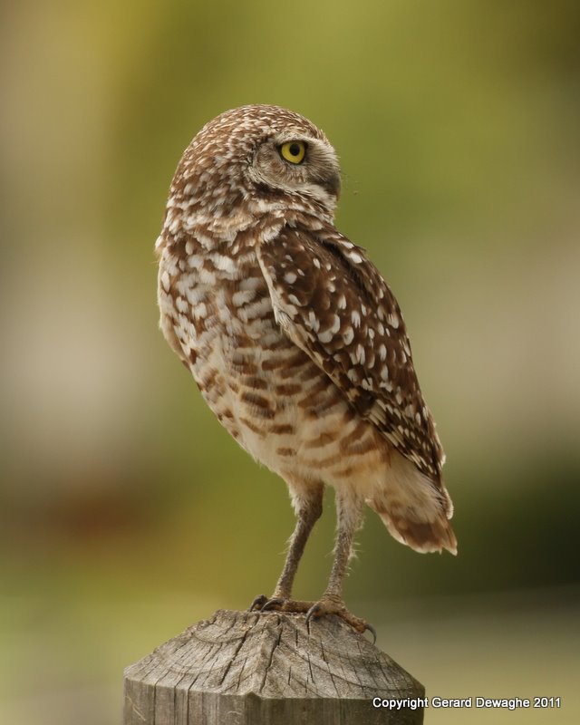 Burrowing Owl