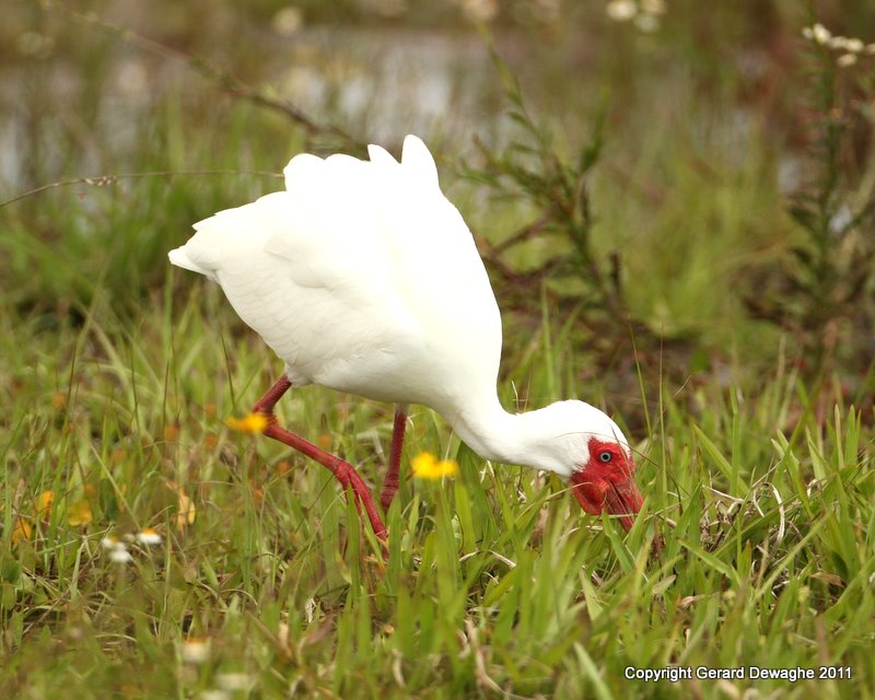 White Ibis