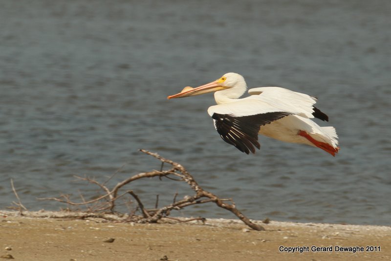 American White Pelican