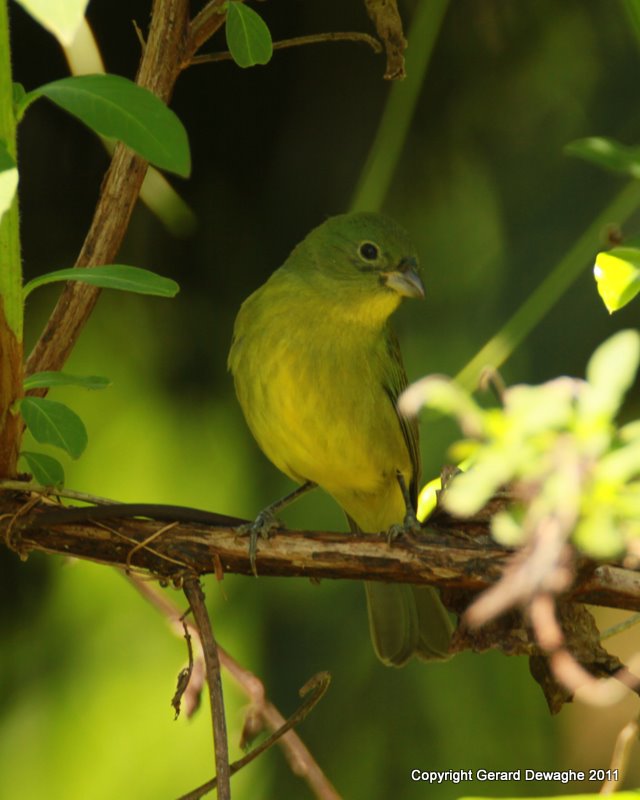 Painted Bunting