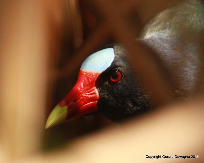 Purple Gallinule