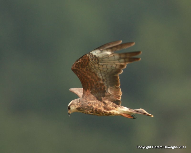 Snail Kite