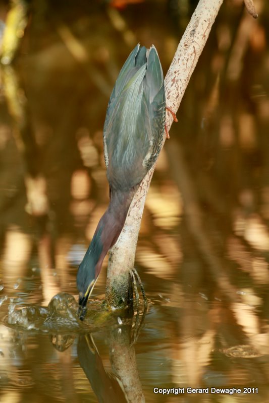 Little Green Heron