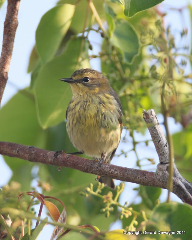 Cape May Warbler