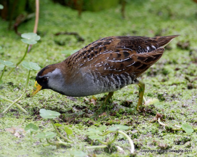 Sora Rail