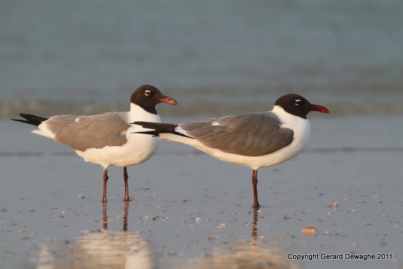 Laughing Gulls