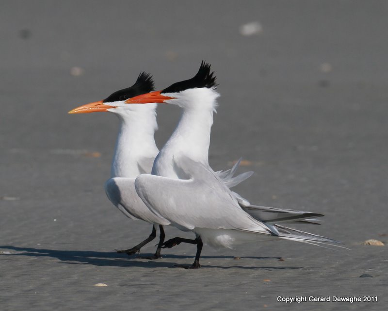 Royal Terns