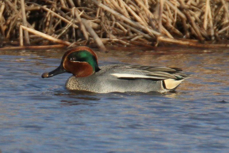 Eurasian Green-winged Teal ( Common Teal) photo - Gerry Dewaghe photos ...
