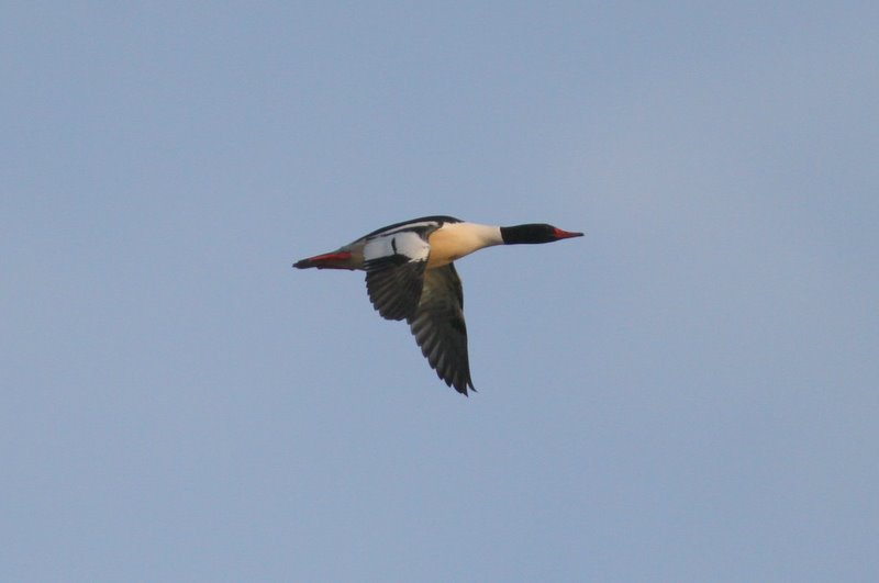 Common Merganser