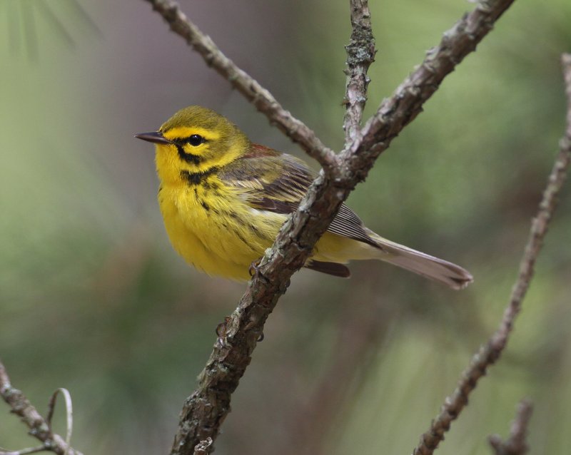 Prairie Warbler