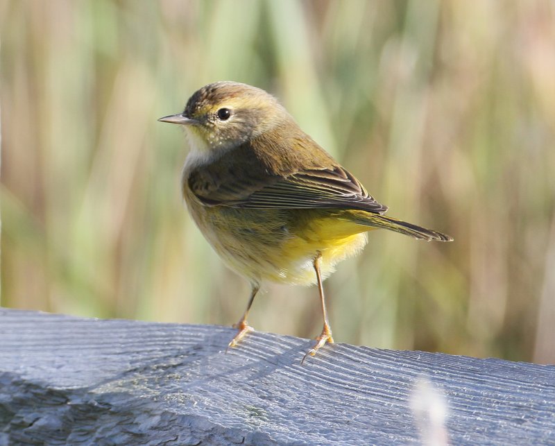 Palm Warbler