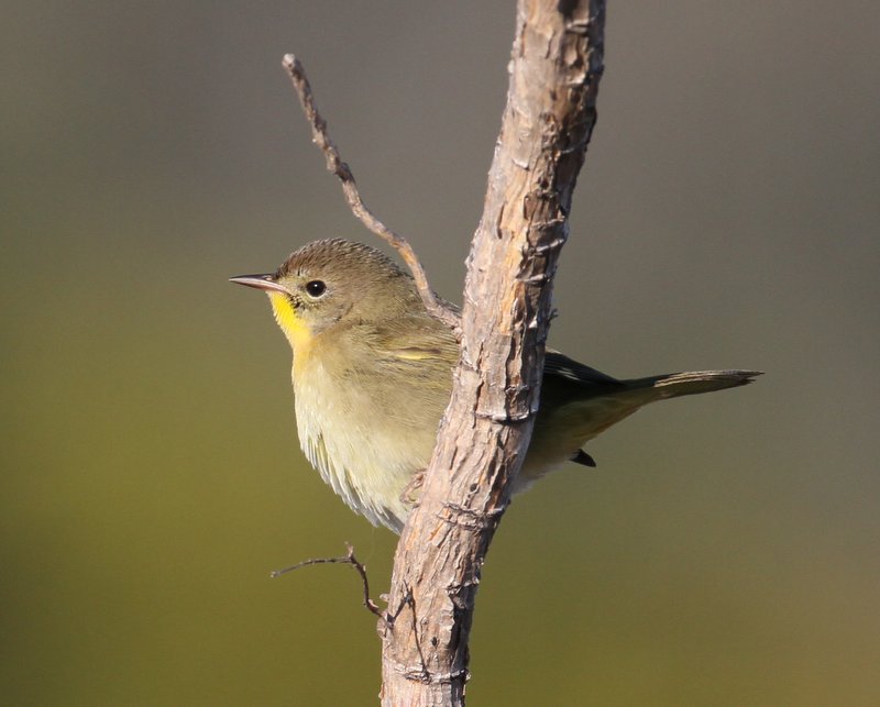 Common Yellowthroat