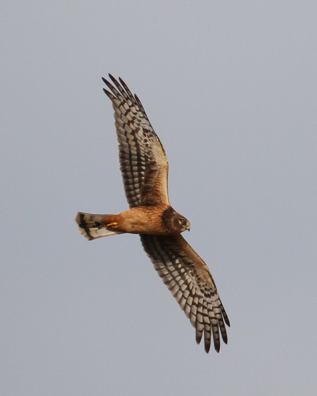 Northern Harrier