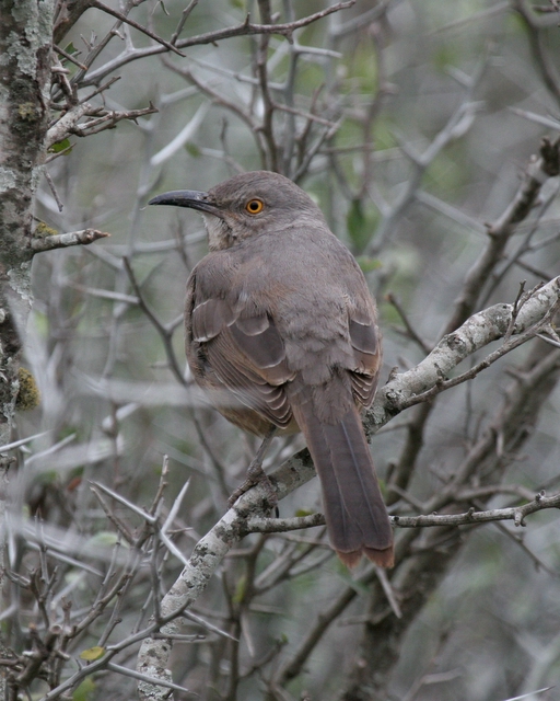 Curve-billed Thrasher