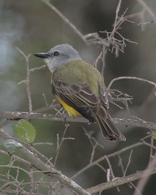 Couchs Kingbird