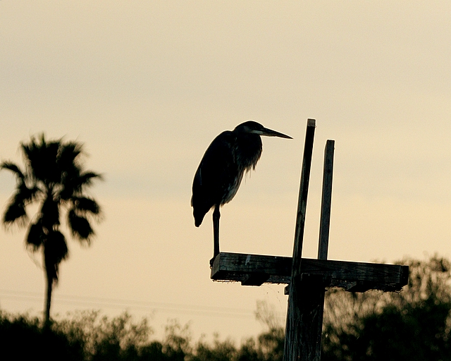 Great Blue Heron