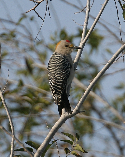 Golden-fronted Woodpecker