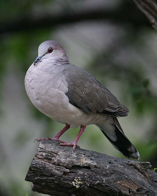 White-tipped Dove