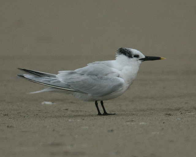 Sandwich Tern