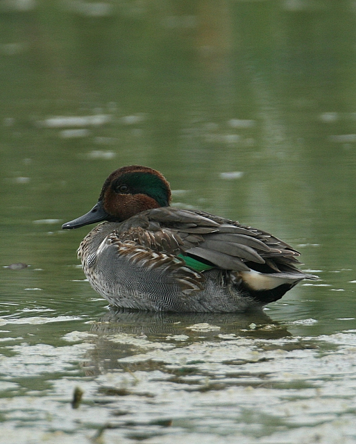 Green-winged Teal