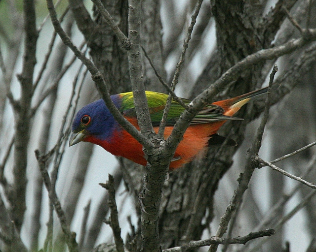 Painted Bunting