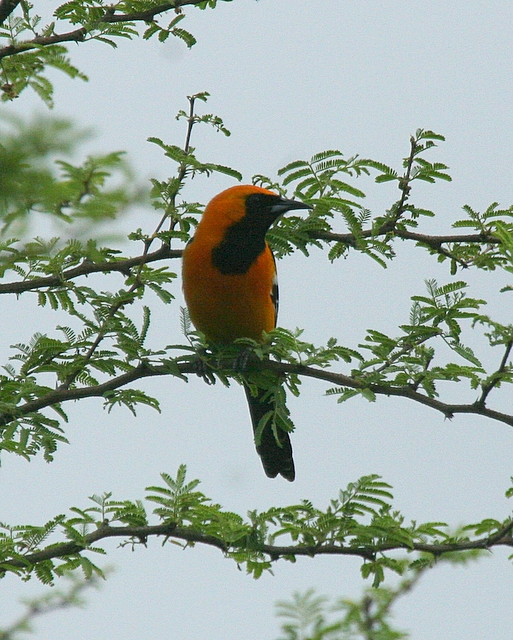 Hooded Oriole