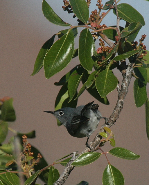 Blue-gray Gnatcatcher