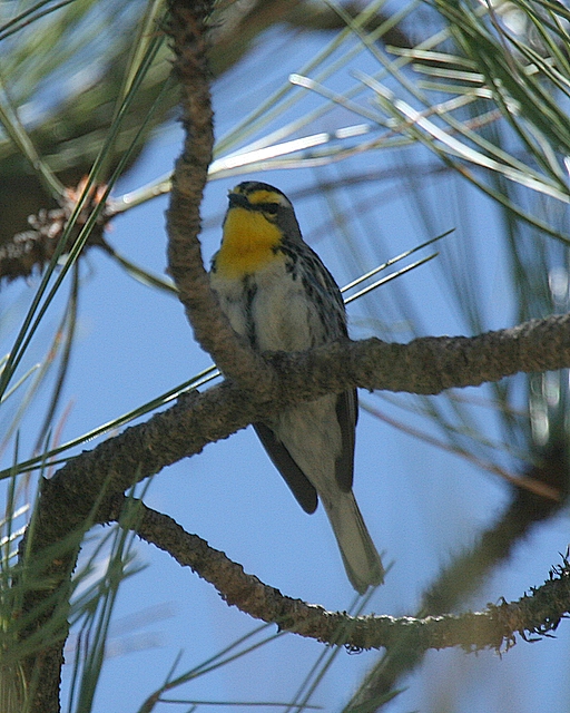 Graces Warbler